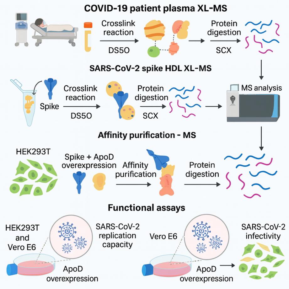 Khối phổ liên kết ngang