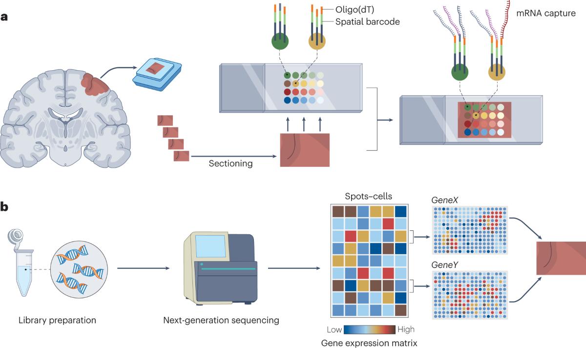 Máy tách từ tính để tinh chế axit nucleic
