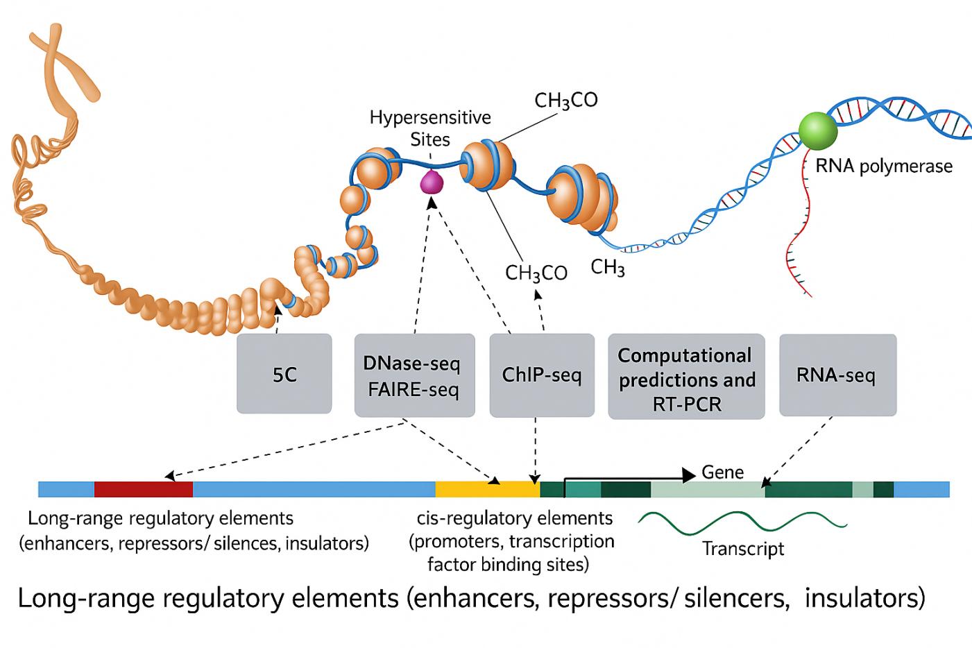 Sonicator cho phòng thí nghiệm sinh học phân tử