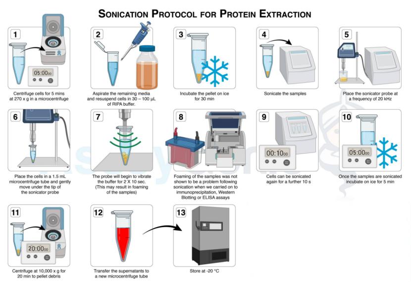 Sonicator có khả năng tái tạo cao