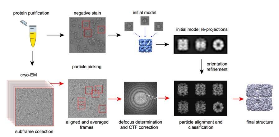 Cryo-EM: Trực quan hóa các phân tử sinh học ở độ phân giải gần nguyên tử