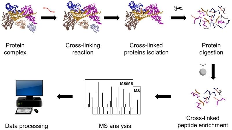 MS liên kết ngang cho phức hợp protein