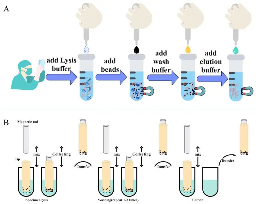 Máy tách từ tính để tinh chế axit nucleic
