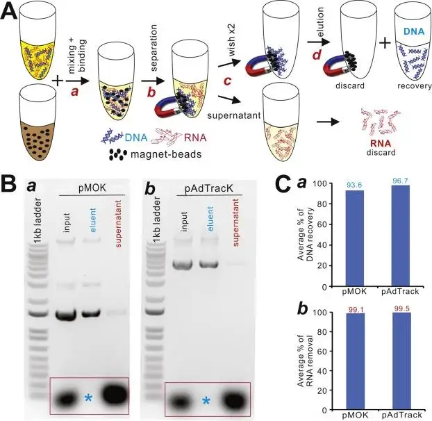 Giá đỡ từ tính thanh lọc Plasmid