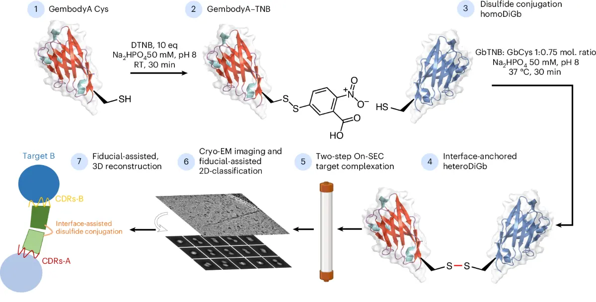 Cryo-EM độ phân giải cao