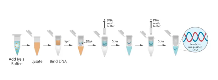 Chiết xuất axit nucleic