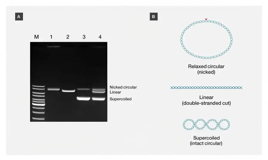 Điện di DNA