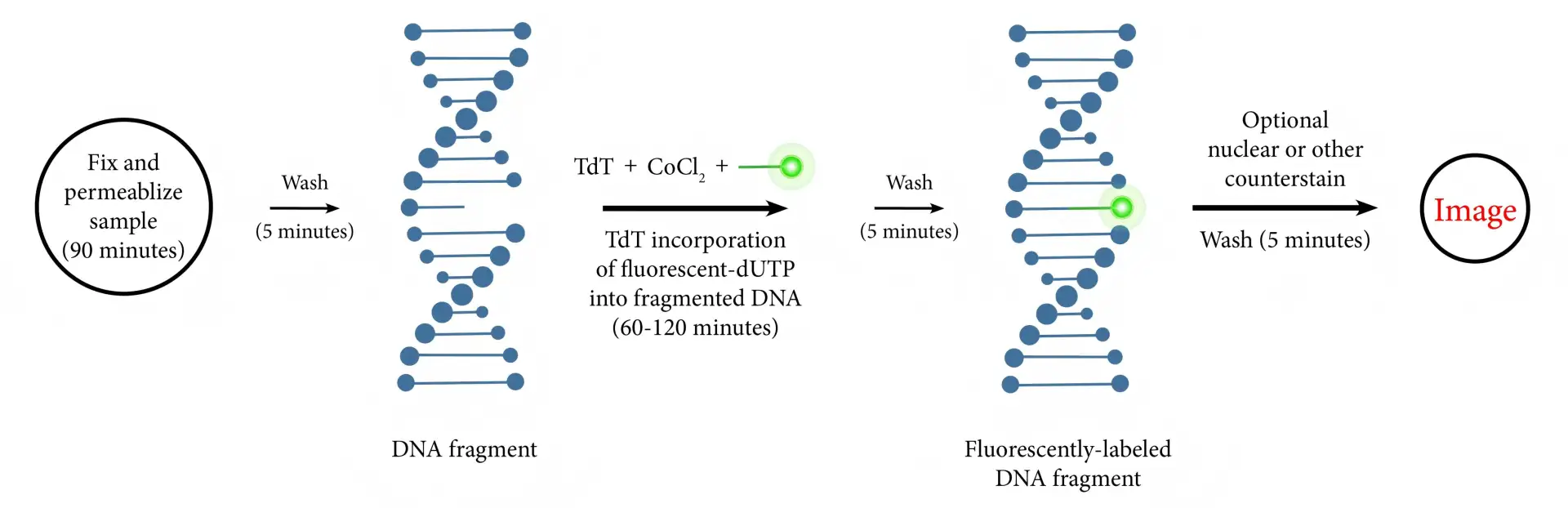Phân mảnh DNA